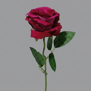ROSAS DEL JARDÍN_2