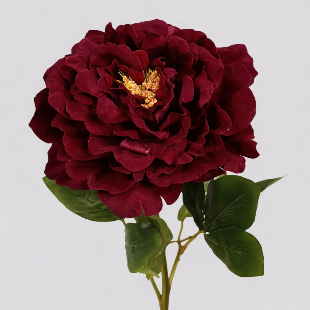 ROSA  PEONIA_2