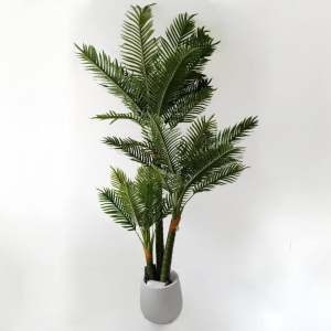 PLANTA PALMA EVAN _1