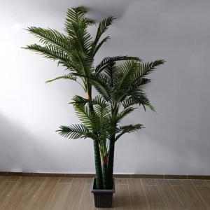 PLANTA PALMA EVAN _2