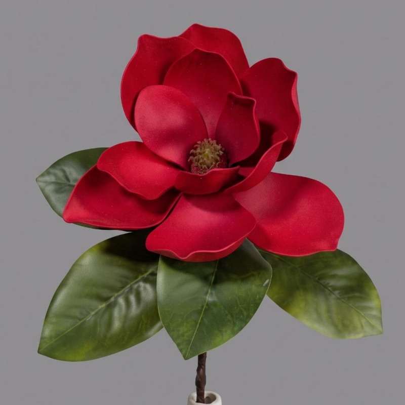 RAMA MAGNOLIA_1