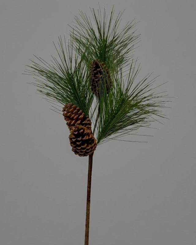 RAMA PINO ALPES_1