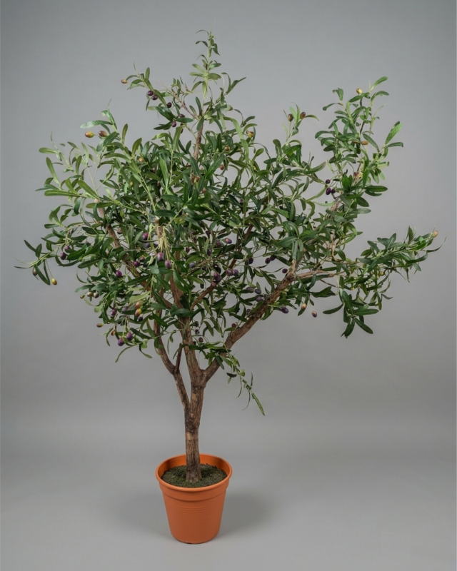 ÁRBOL OLIVO 2 MTS_1