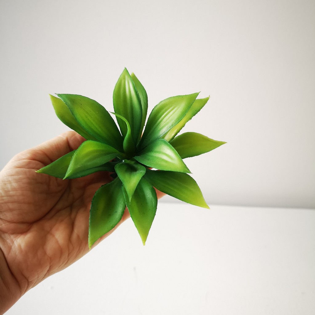 SUCULENTA AGAVOIDES - MarkoRegalos