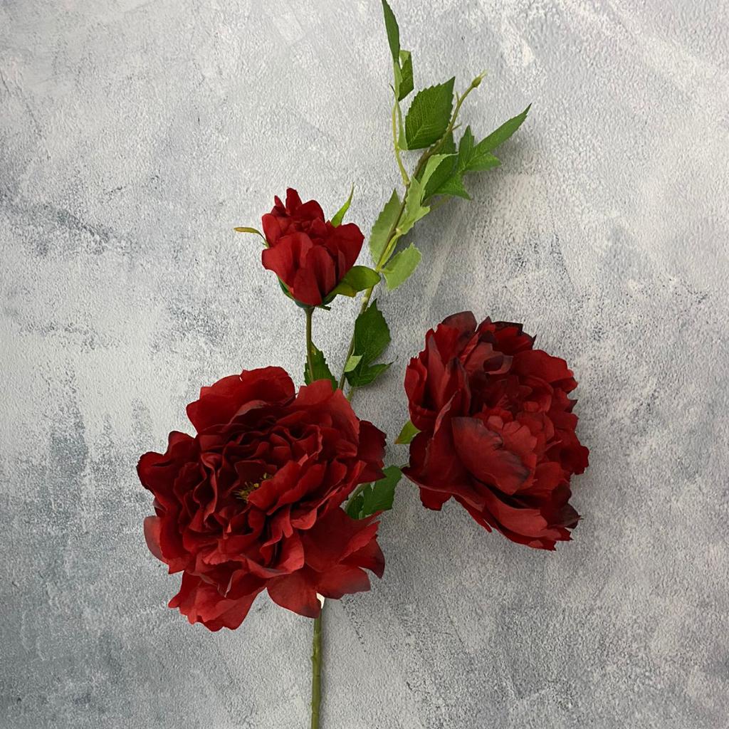 FLOR SARA _4
