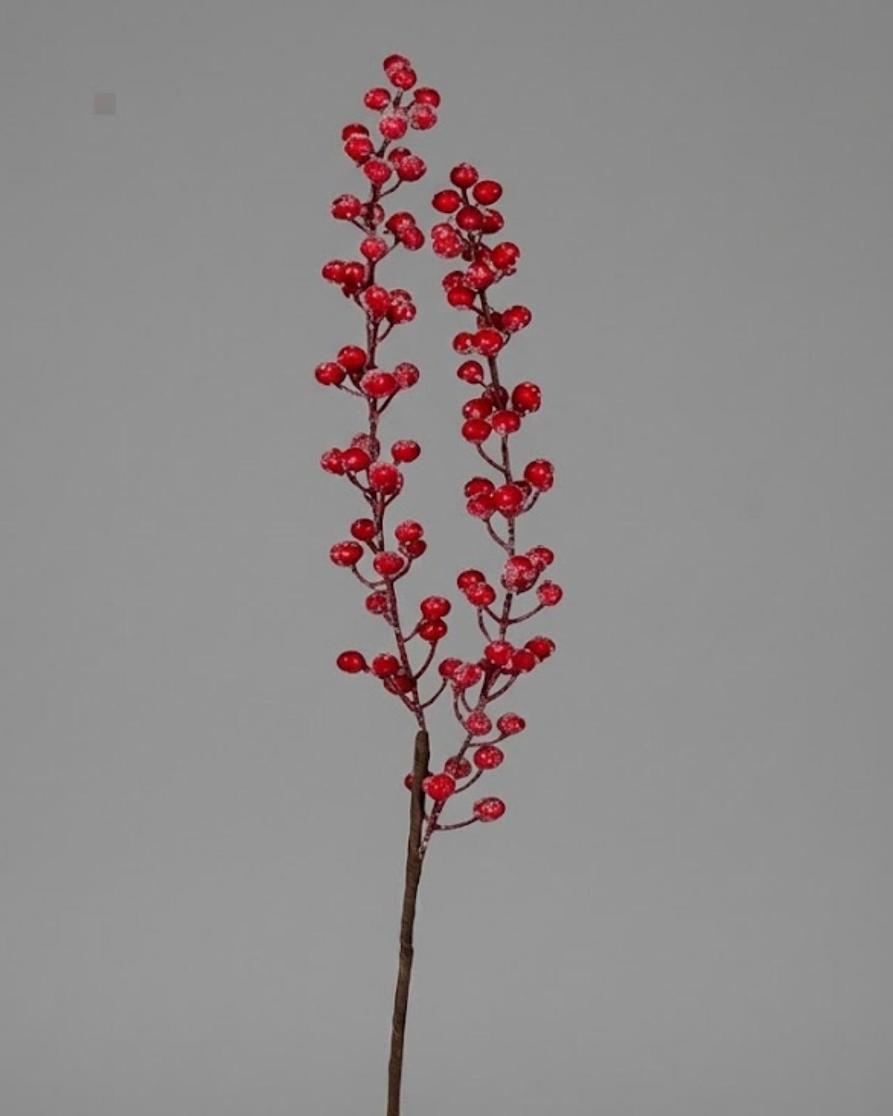 RAMA BERRY NIEVE_1