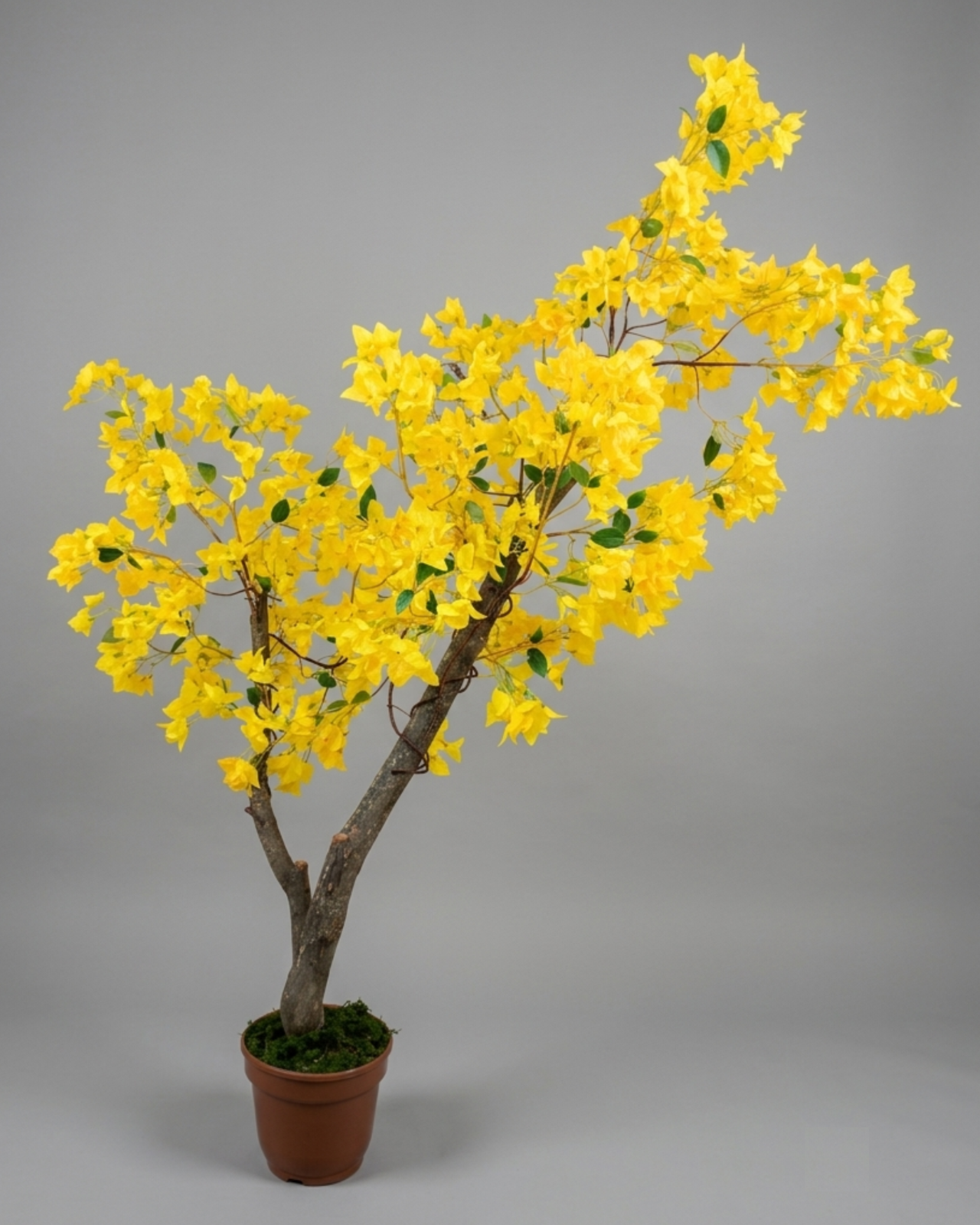ÁRBOL TRINITARIO AMARILLO 170CM - MarkoRegalos