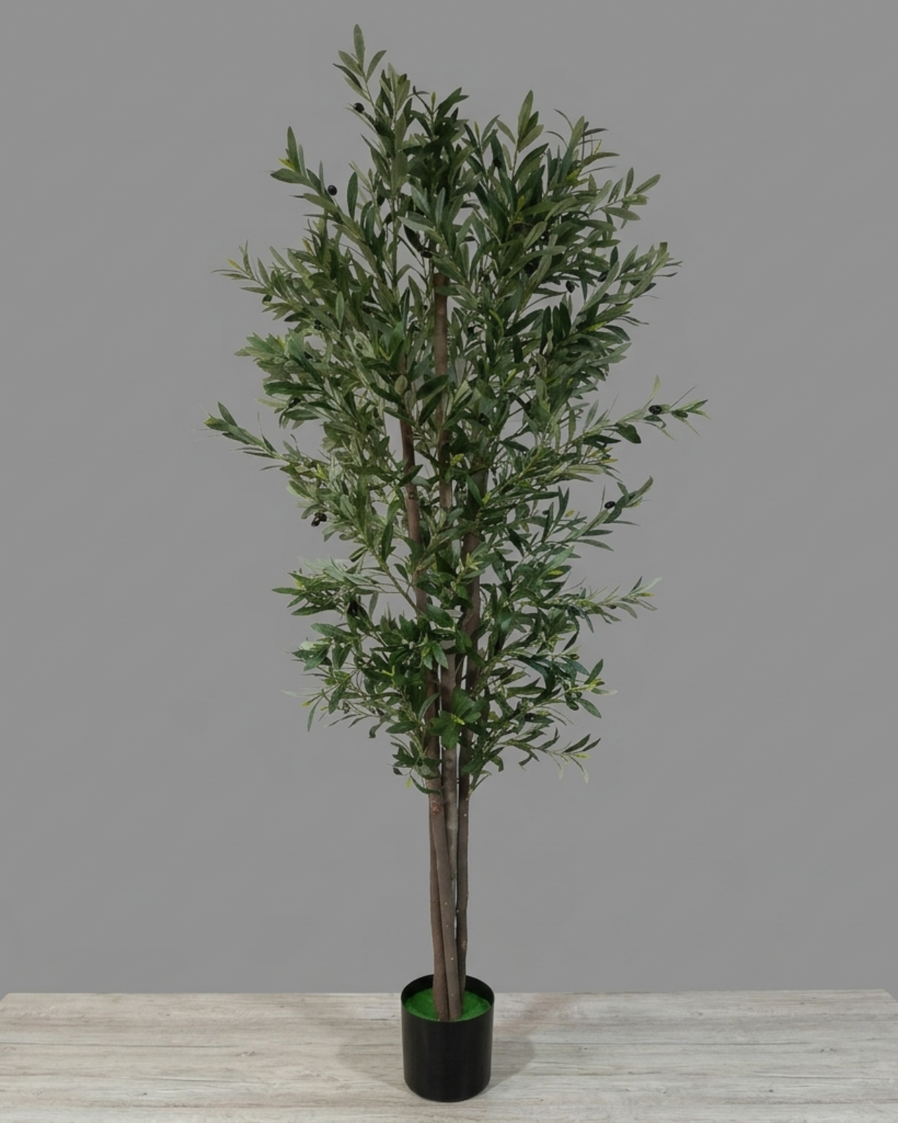 PLANTA ARBOL DE OLIVO 210 CM - MarkoRegalos