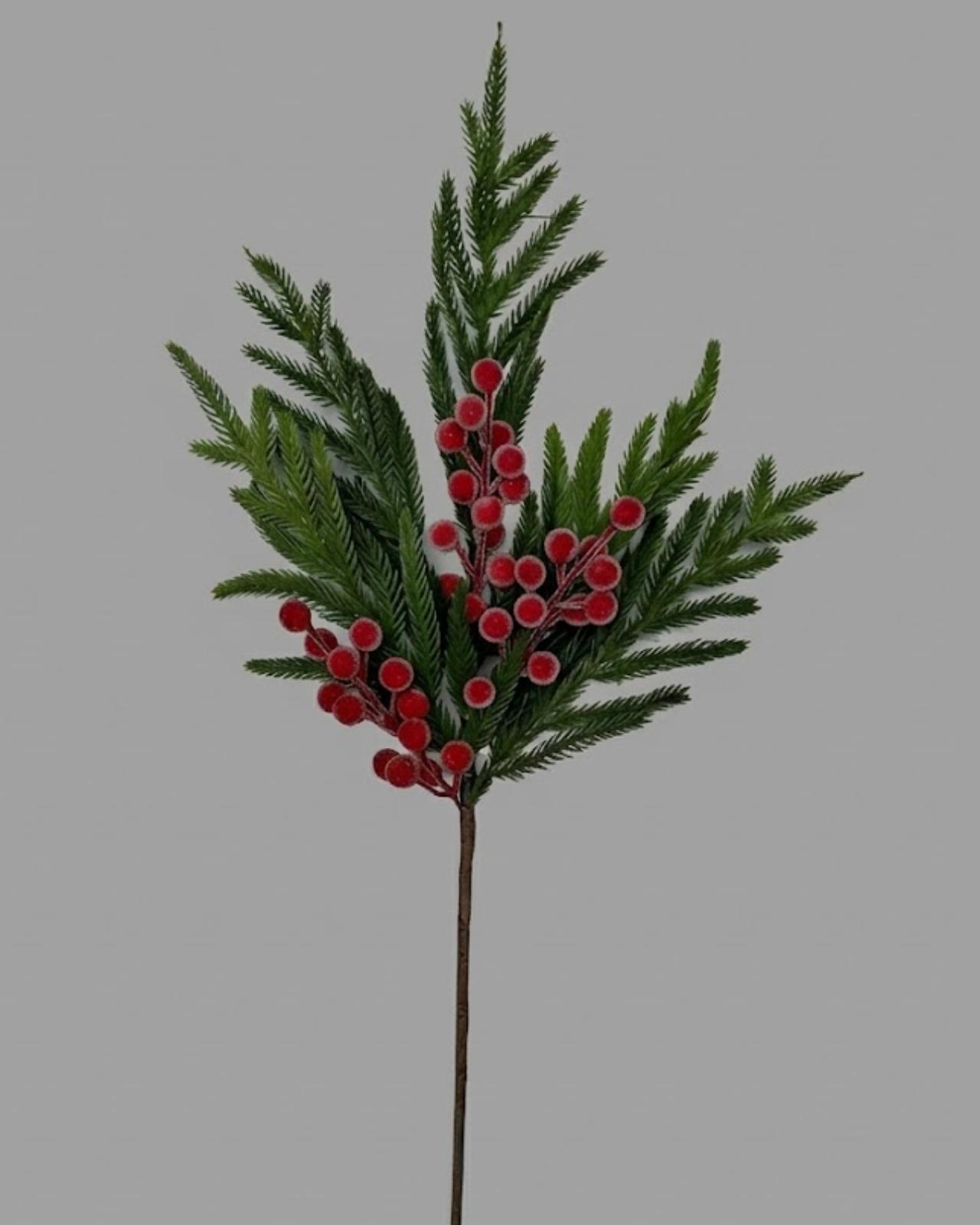 RAMA NORFOLK CHERRY_1