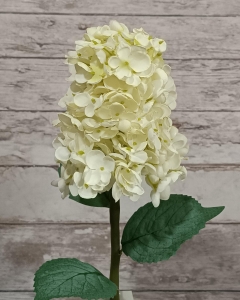 FLOR HORTENSIA PANÍCULA_5
