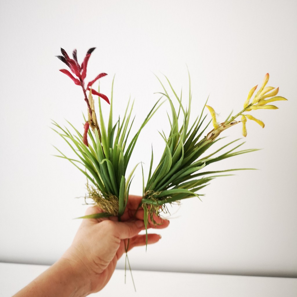 FLOR SUCULENTA PINCHO_1