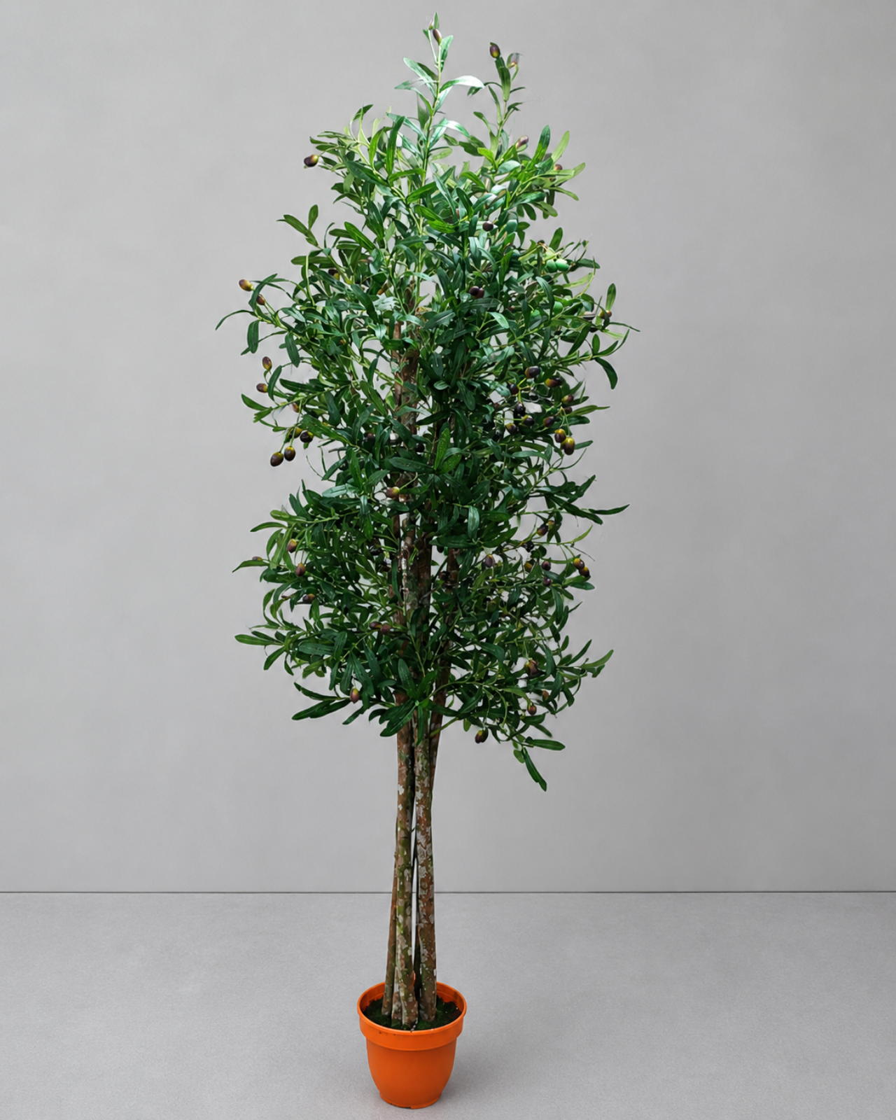 PLANTA ARBOL DE OLIVO 210 CM - MarkoRegalos