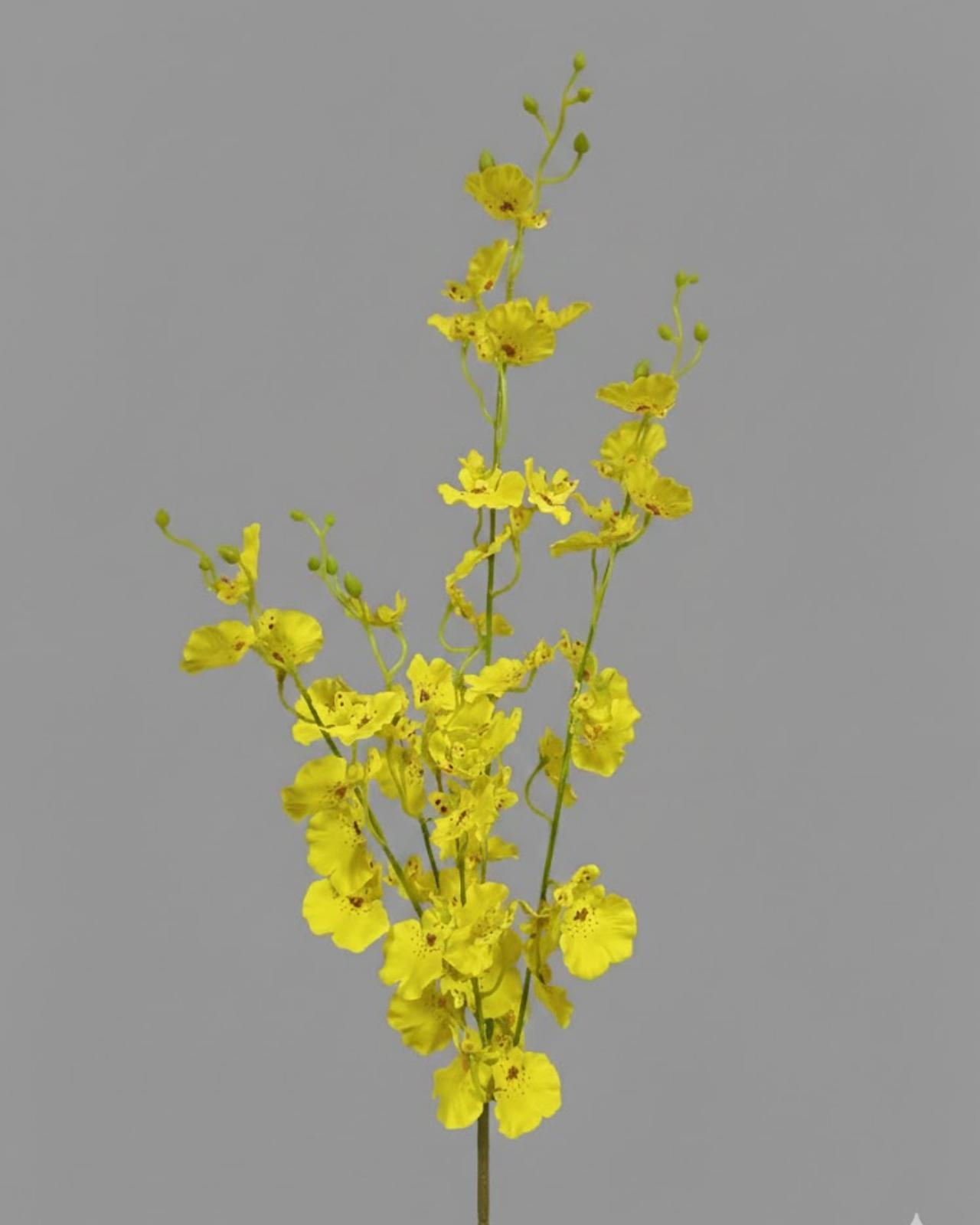 FOLLAJE ACACIA - MarkoRegalos