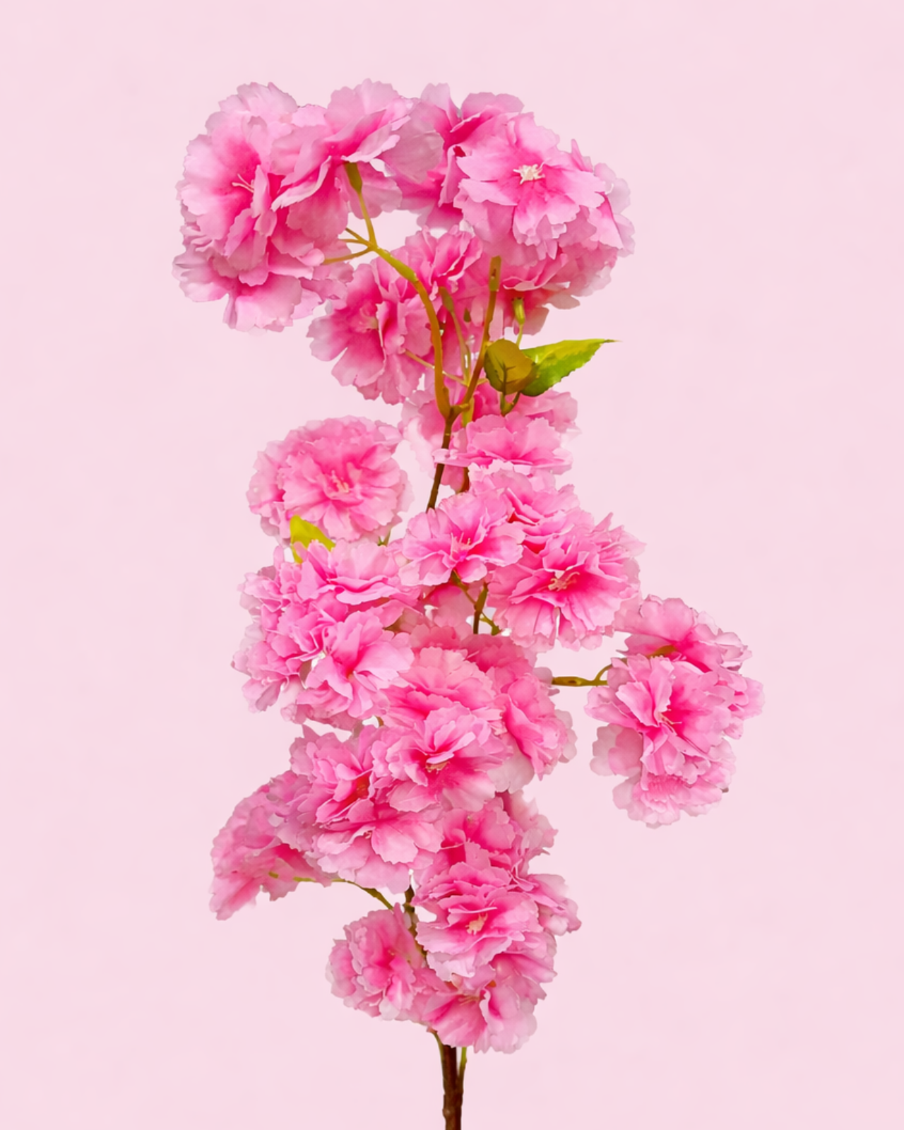 RAMA DE CEREZO  - MarkoRegalos