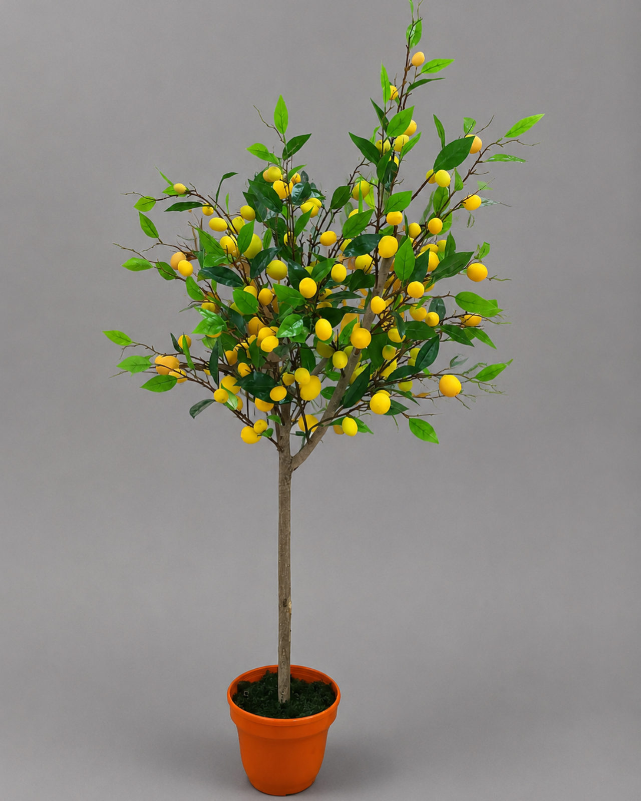 ÁRBOL LIMONCHELO 150 MTS_1
