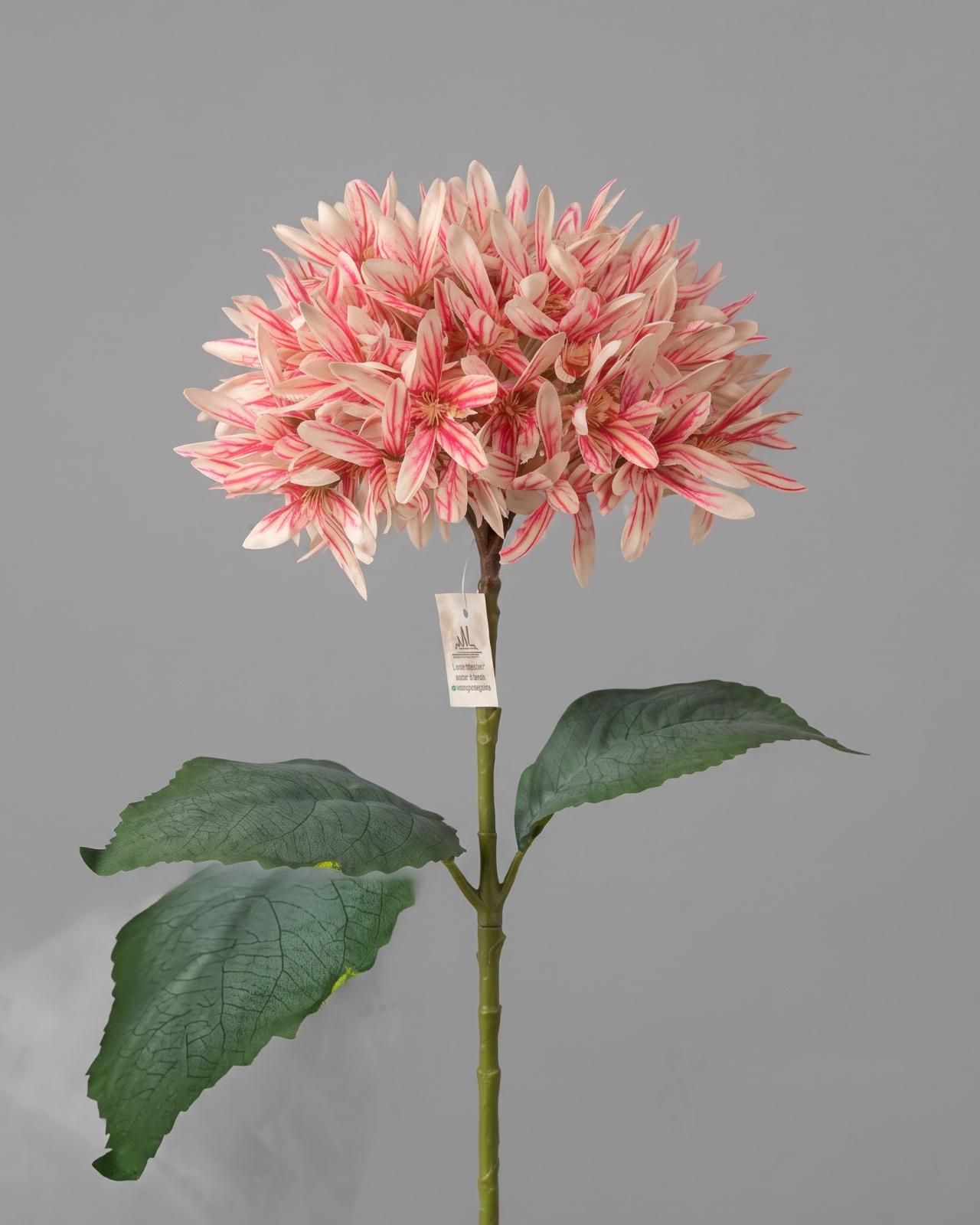 FLOR CRISANTEMOS_3