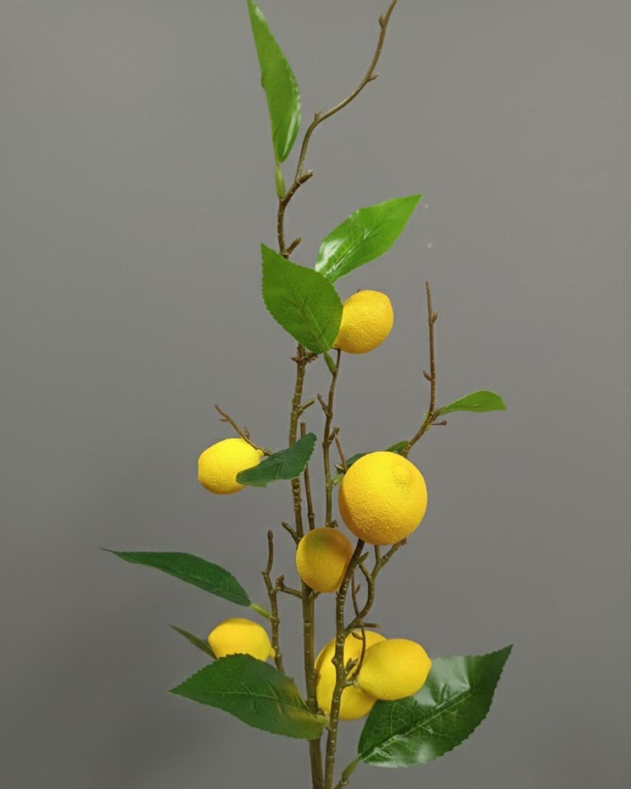 RAMA DE LIMON #1 - MarkoRegalos