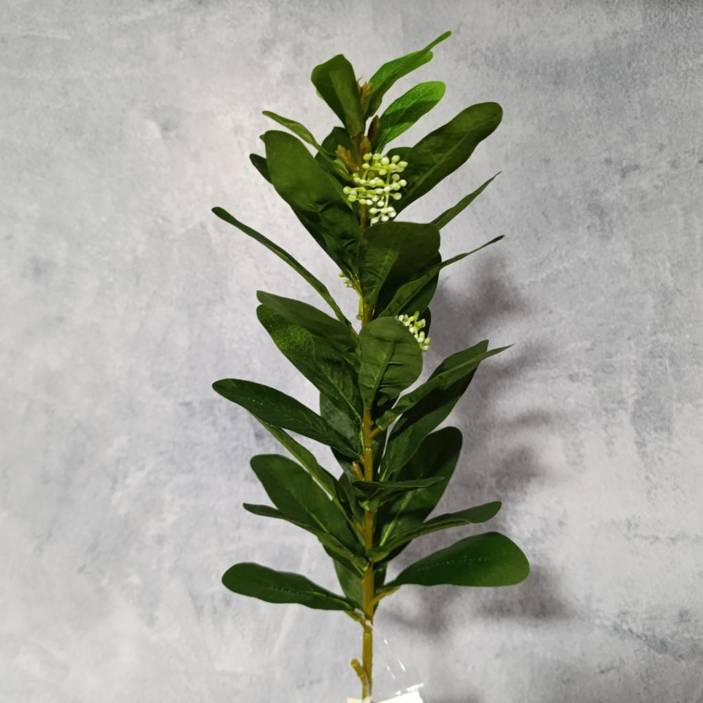 RAMA  CATO - MarkoRegalos