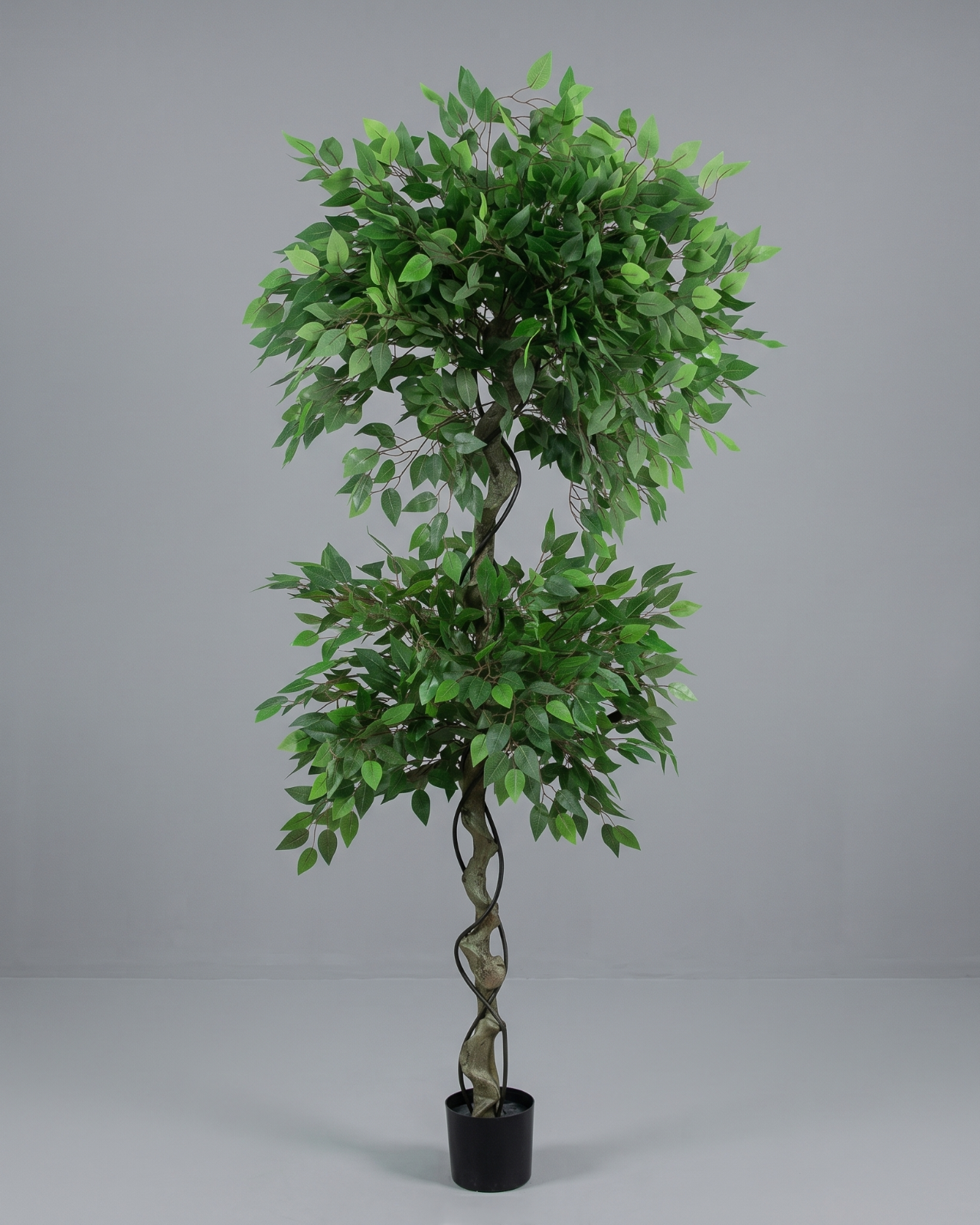 PLANTA FICUS NITIDA_1