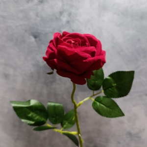 FLOR ROSA ROJA PRIMAVERA_1