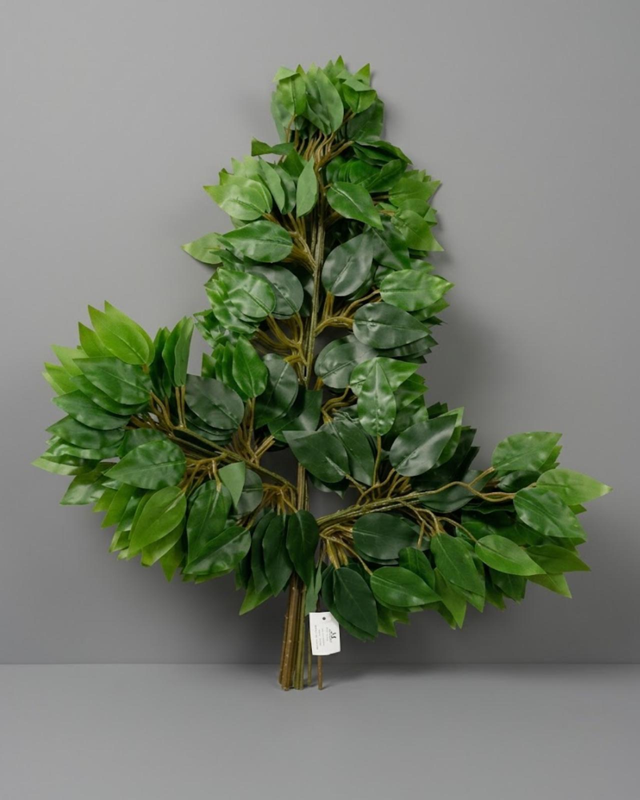 RAMA FICUS X 12 PCS_1