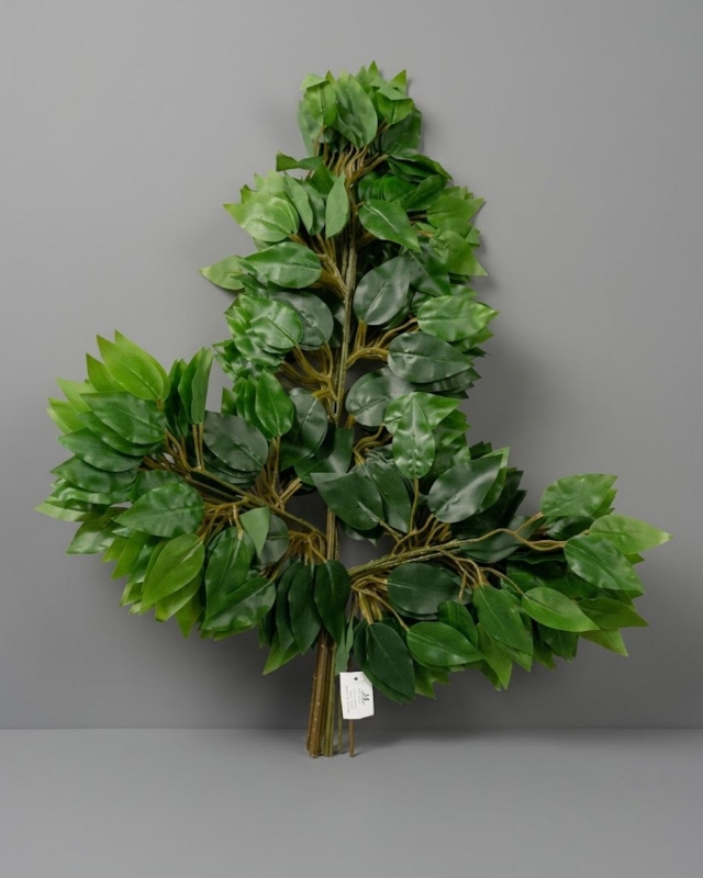 RAMA FICUS X 12 PCS_1