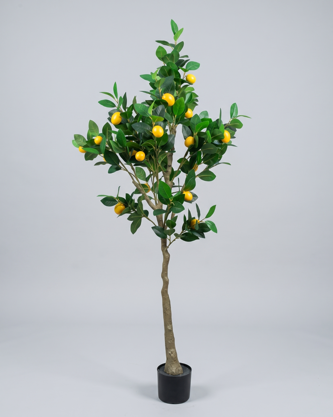 PLANTA DE LIMÓN 150CM_1