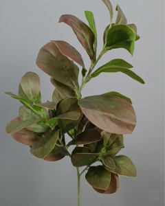 RAMA RUSCO 93  CM_2