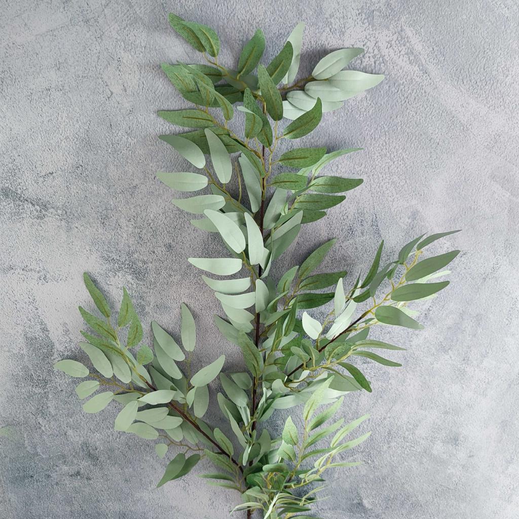 RAMA ACACIA  _1