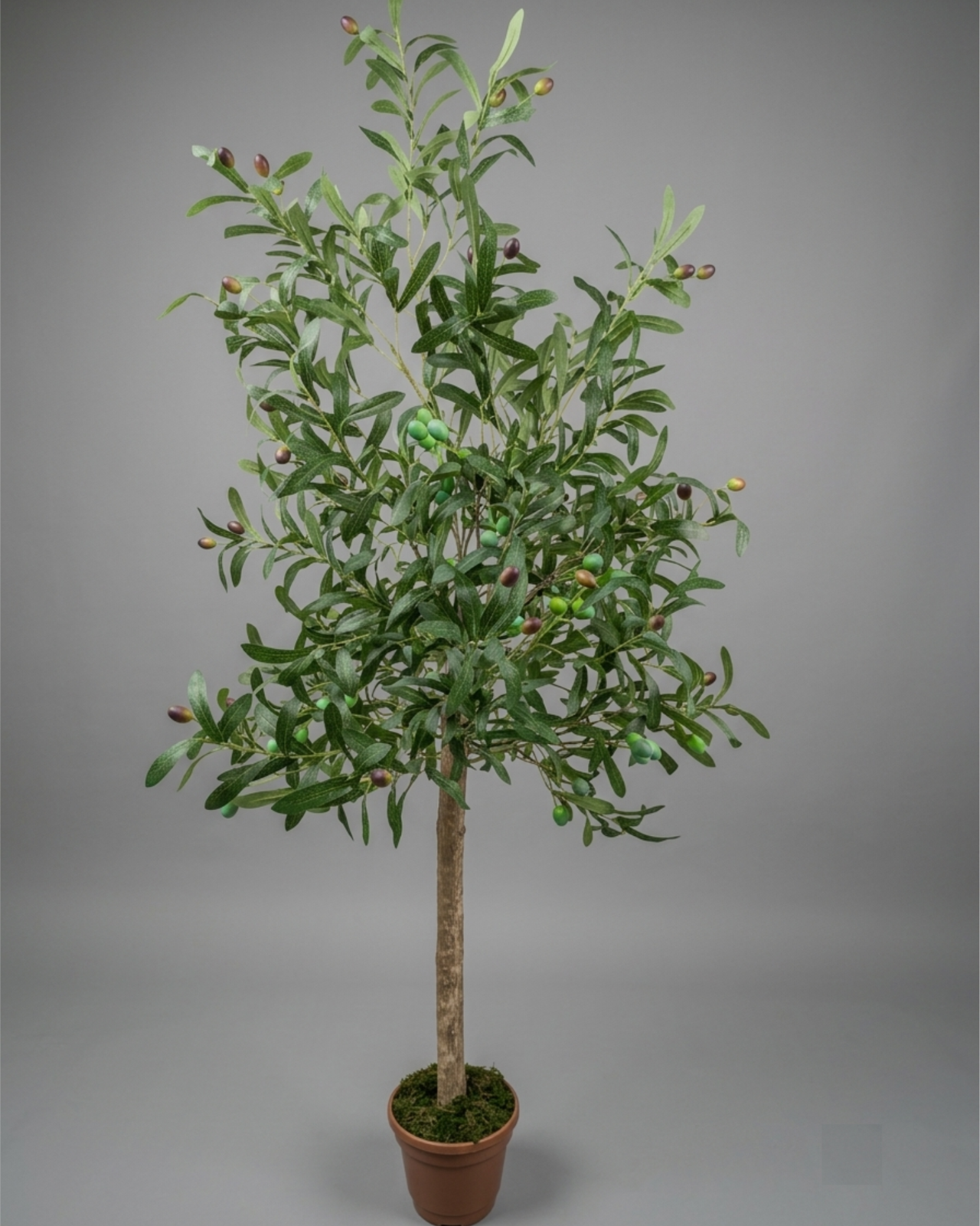 ÁRBOL OLIVO 150CM - MarkoRegalos