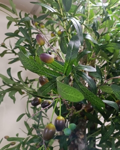 PLANTA ARBOL DE OLIVO 210 CM_2