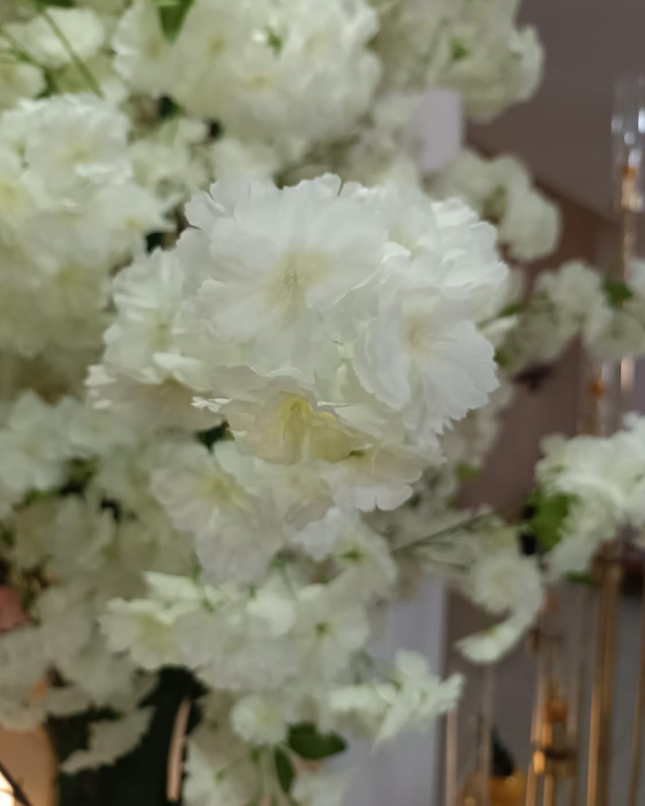 ÁRBOL DE CEREZO BLANCO_2