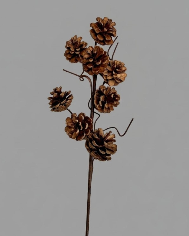 RAMA PIÑAS_1